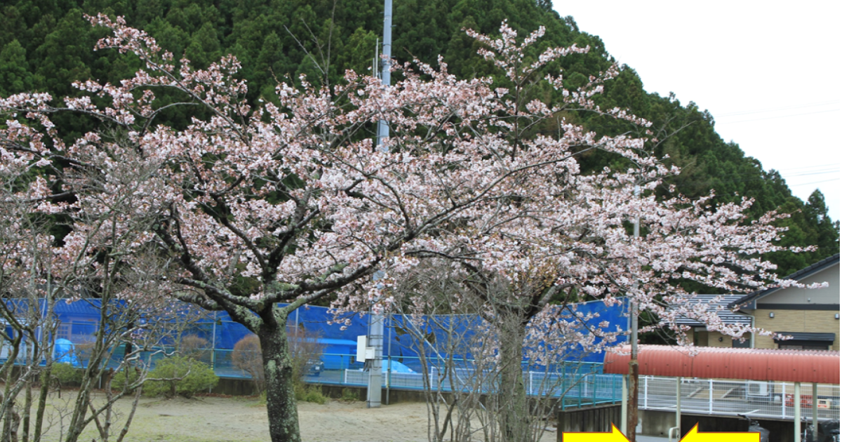 園部小学校校門の様子