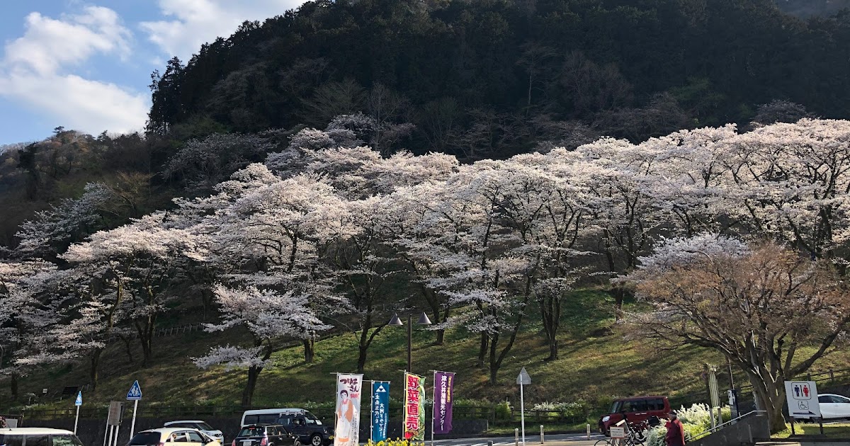 Trend visualization for 桜開花状況