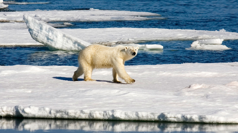 Arctic