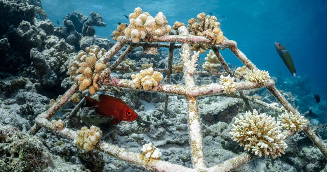 Coral Propagation