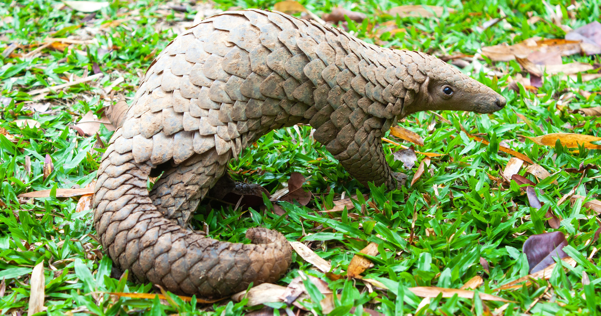 Endangered Animals