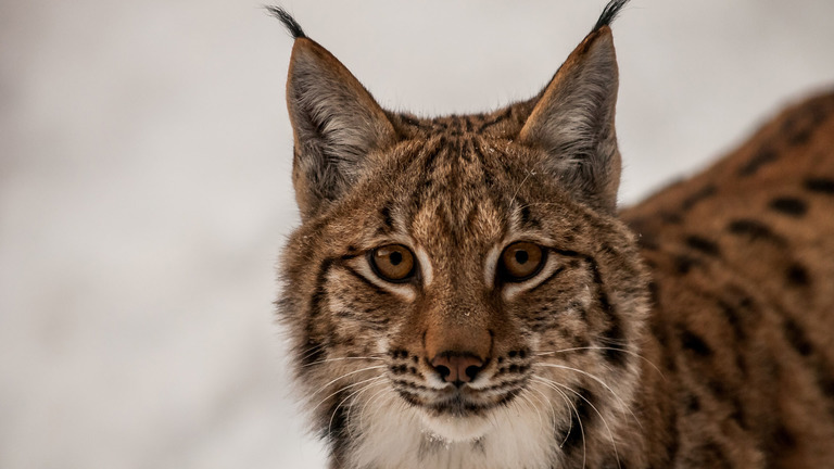 Lynx