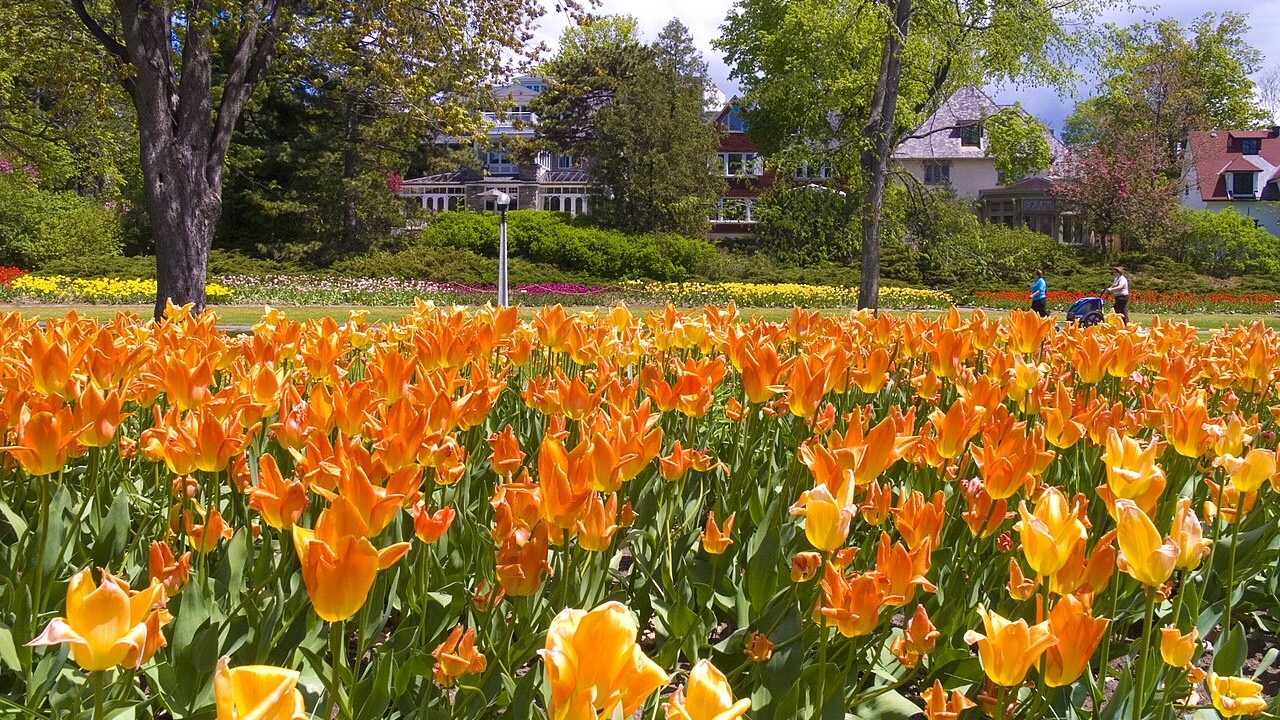 Ottawa Tulip Festival