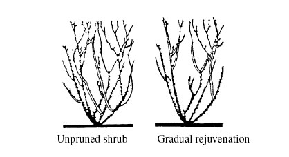 Pruning Example