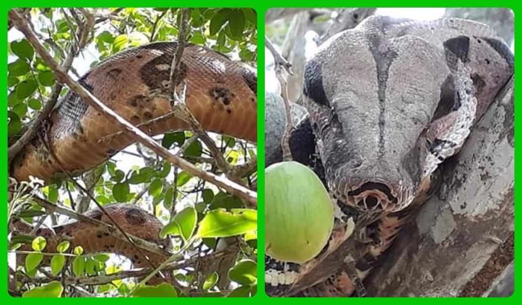 Python 树桩