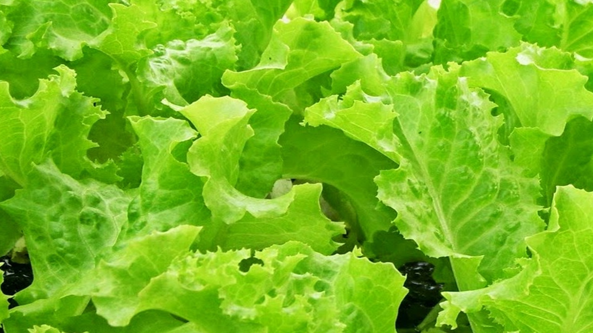 Selada Chuanshuo Screenshot 1