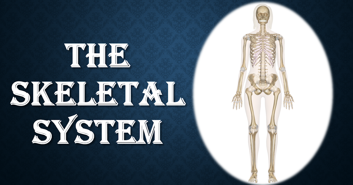 Skeletal_system