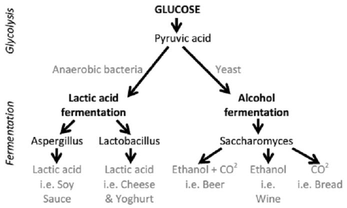 Fermentation Process