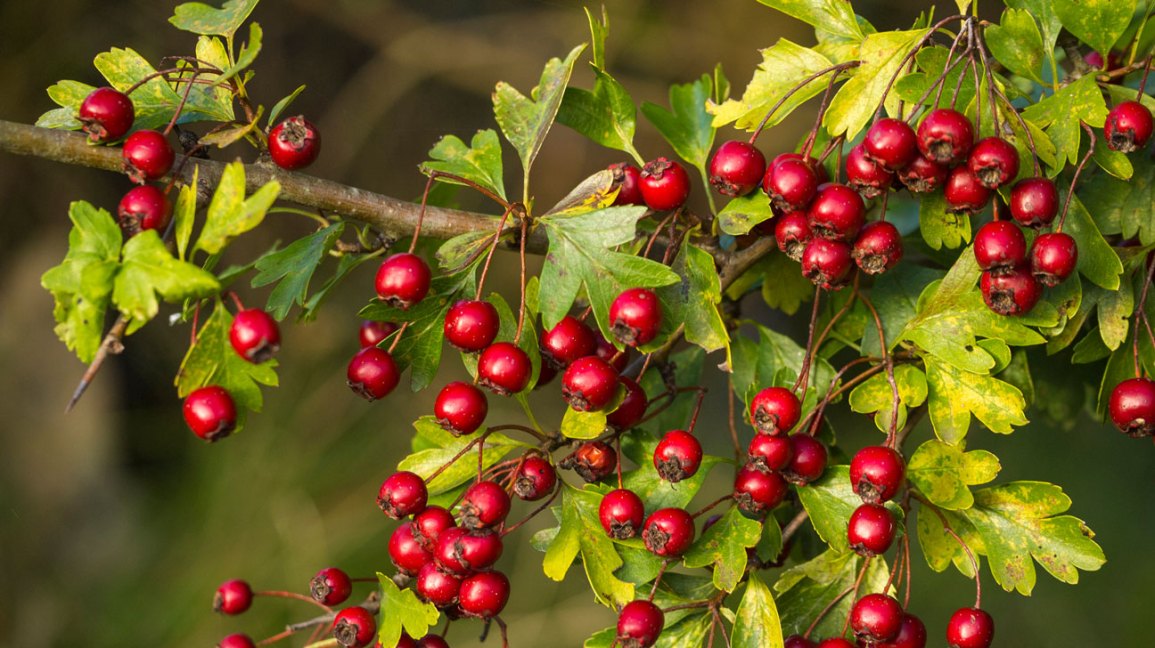 Trend visualization for hawthorn