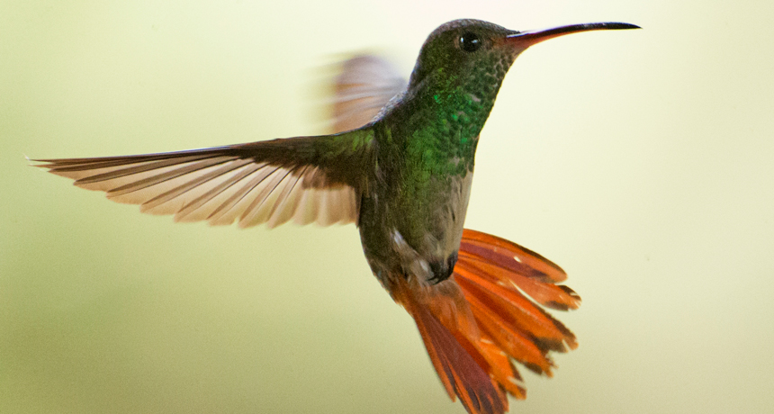 Hummingbird_Flight