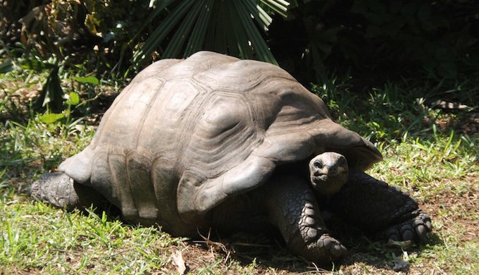 Trend visualization for jonathan tortue