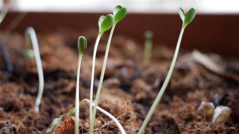 mobile_app_pruning