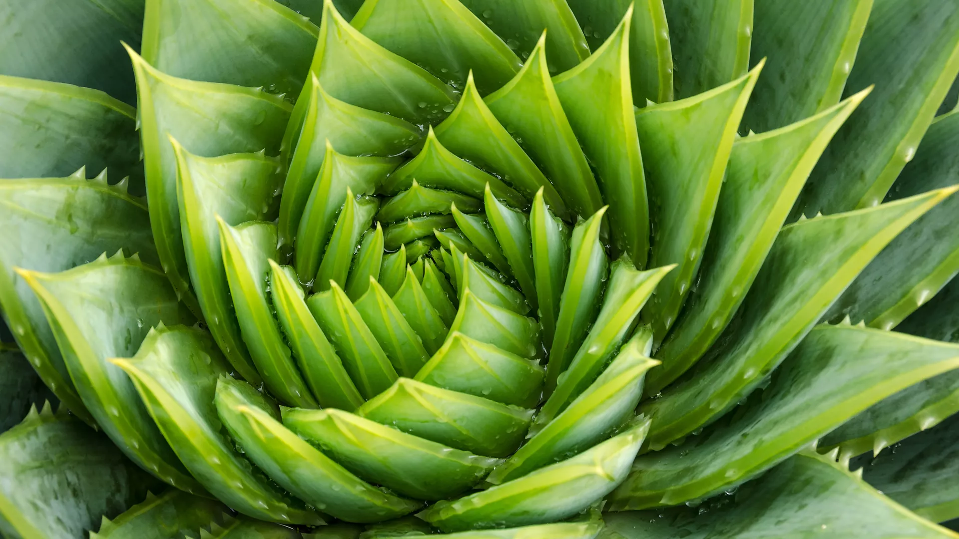 Plant_Recognition