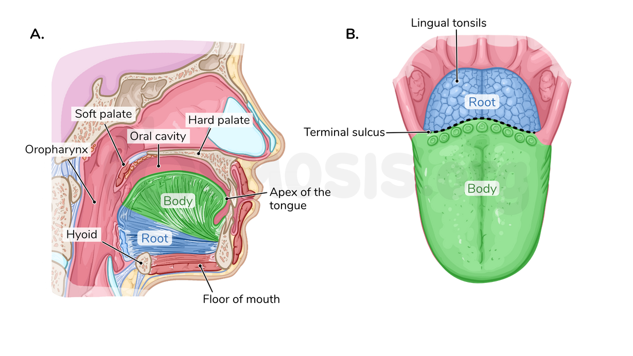 tongue_position