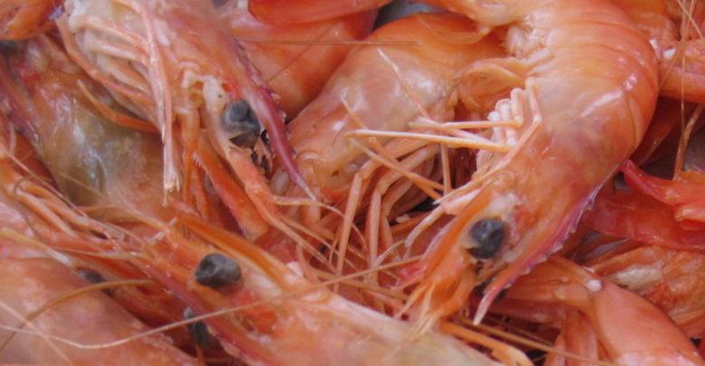 Types de crevettes : grise, rose, gamba et biologique