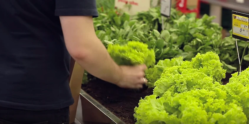 店内で新鮮な野菜を並べる様子