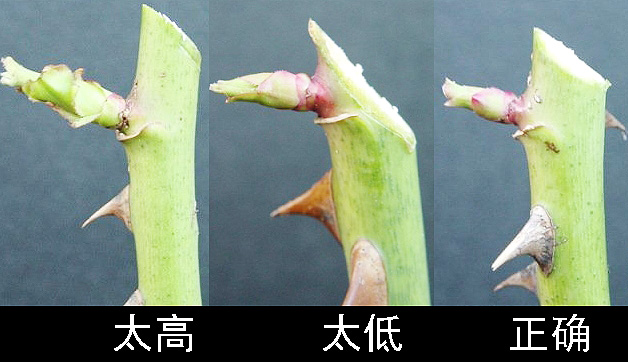 剪枝